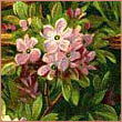 olesyae